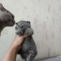 گربه میکس|گربه|شیراز, دشت چنار|دیوار