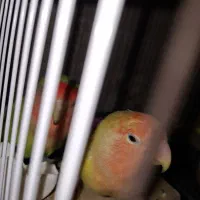 طوطی