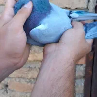 کفار پلاکی نر|پرنده|تهران, تختی|دیوار