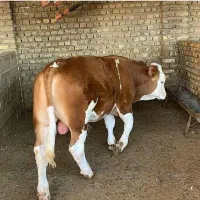 فروش گوساله