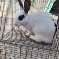 خرگوش خونگی