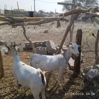 یک بز صلاله  خوشرنگ برای فروش