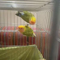 طوطی برزیلی فنچ کینگ