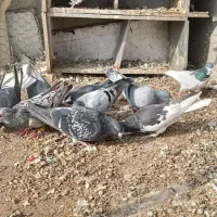 کبوتر|پرنده|قزوین, |دیوار