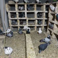 کبوتر|پرنده|مشهد, کارمندان دوم|دیوار