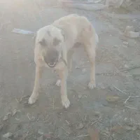 توله سرابی|سگ|قره قوین, |دیوار