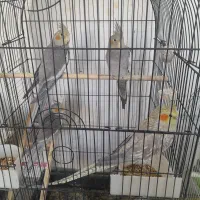 انواع پرندگان ولوازم پرنده وقفس دستباف|پرنده|ملایر, |دیوار