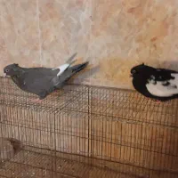 ی جفت سینه سیاه و قهوه ای|پرنده|صدرا-فارس, فاز ۲|دیوار