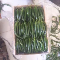 گلخانه صنعتی|فروش دفتر صنعتی، کشاورزی، تجاری|خوسف, |دیوار