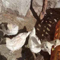 بوقلمون دوماهه