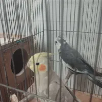 طوطی و مرغ مینا|پرنده|تاکستان, |دیوار