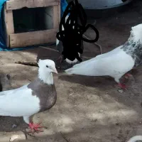 طوقی دره شهر|پرنده|دره شهر, |دیوار