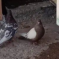 کفتر شهری بهبهانی|پرنده|ارسنجان, |دیوار