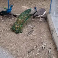 جوجه طاووس|پرنده|فرح آباد, |دیوار