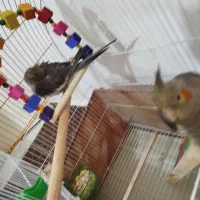 پرنده سرحال