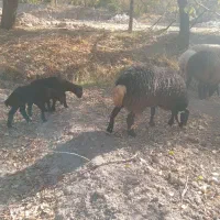بره نر و ماده همو هترو برای اصلاح نژاد چند قلو زا