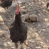 بوقلمون رسمی ۳۰ عدد