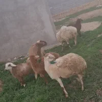 گوسفند داشتی