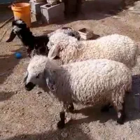 فرش.. گوسفند بره 6800 کسی خواست