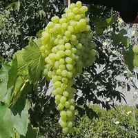 فروش باغ انگور 5جریب|فروش دفتر صنعتی، کشاورزی، تجاری|ملایر, |دیوار