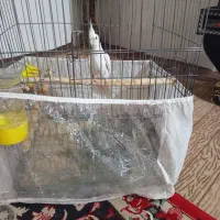 عروس هلندی ماده