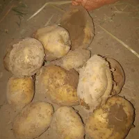 سیب آگریا|خوردنی و آشامیدنی|داران, |دیوار