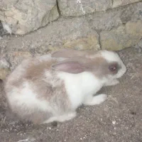 خرگوش