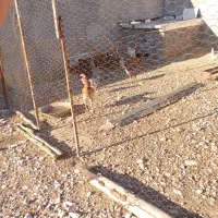 فروش خروس|حیوانات مزرعه|سرپل ذهاب, |دیوار