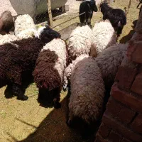 بره|حیوانات مزرعه|خاش, |دیوار