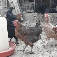 مرغ محلی تخم گذار|حیوانات مزرعه|کربال, |دیوار