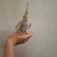 عروس هلندی دستی بالغ|پرنده|شاهدشهر, |دیوار