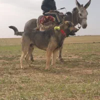 خر گله فروشی