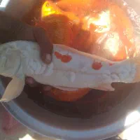 تعداد ۲۰عدد ماهی گلویش کوی خوشرنگ درشت ۳۰سانتی