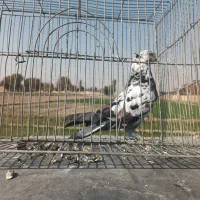 کبوتراصفهانی