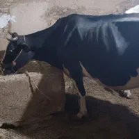 گاو هلشتاین اصیل شیری