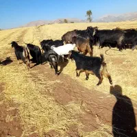 بزکوردی داشتی|حیوانات مزرعه|جوانرود, |دیوار