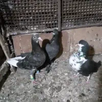 کفتربوم