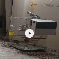 عروس هلندی ابلغ