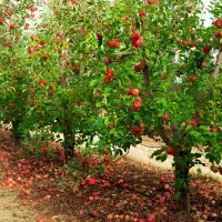 آمادگی به کار برای میوه چینی و کارگری ساده