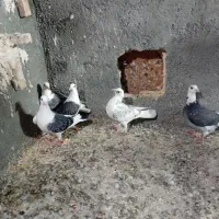 کبوتر جوجه کویتی|پرنده|تربت‌حیدریه, ترمینال|دیوار