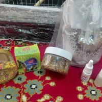 عروس هلندی|پرنده|مشهد, آزادشهر|دیوار