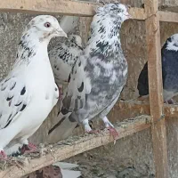 کبوتر غریب گیری