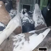 طوقی سینه ساده کله سیاه