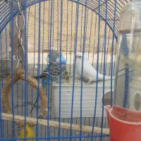 ۲‌عدد‌مرغ‌عشق‌‌خونگی‌سالم