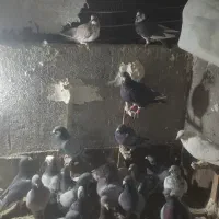 سی تا کبوتر پلاکی|پرنده|طرقبه, |دیوار