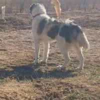 سگ سنگسری|سگ|فاروج, |دیوار