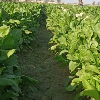 پالِک یا همون اسفناج موجوده|خوردنی و آشامیدنی|پیر سهراب, |دیوار