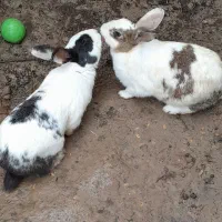 خرگوش  ۳ عدد ، (۲ عدد نر و یکی ماده) قابل معاوضه