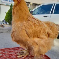 مرغ و خروس برهماه امپراطور