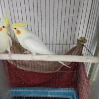 عروس
